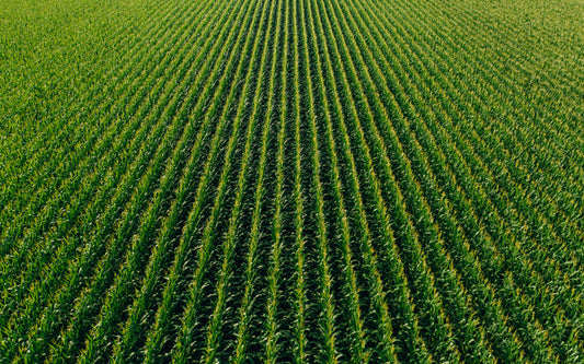 Like Henry Blair, Farmer Noah is an indigenous Innovator, With Time to Dare!